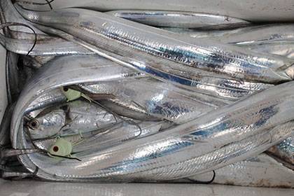 松本釣船２ 釣果