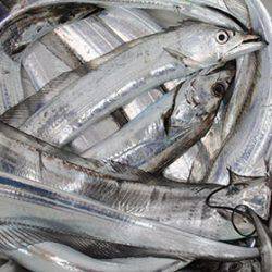 松本釣船２ 釣果