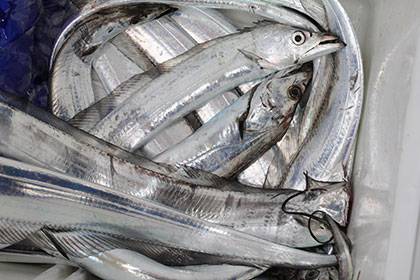 松本釣船２ 釣果