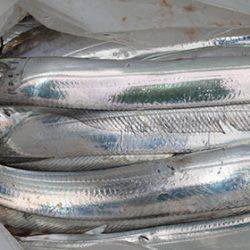 松本釣船２ 釣果