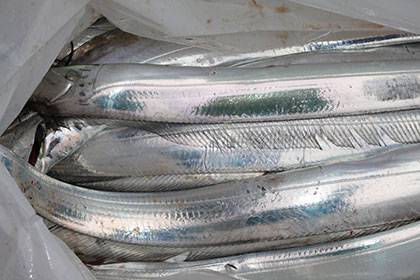 松本釣船２ 釣果