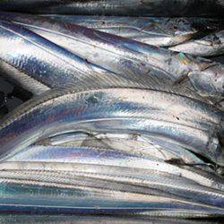 松本釣船２ 釣果