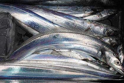 松本釣船２ 釣果