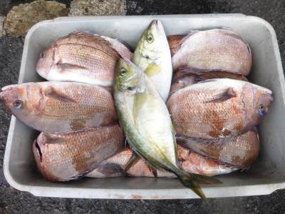 海釣り公園みかた 釣果