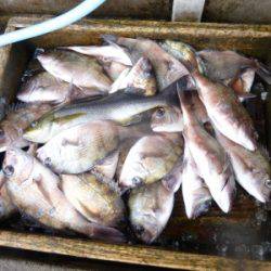 海釣り公園みかた 釣果