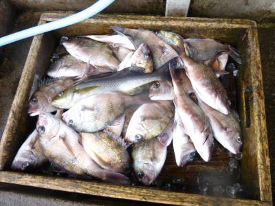 海釣り公園みかた 釣果