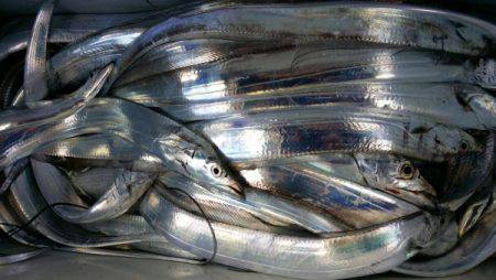 オーフリー 釣果