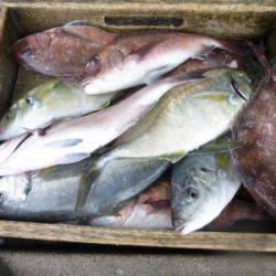 海釣り公園みかた 釣果