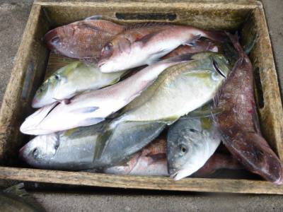 海釣り公園みかた 釣果