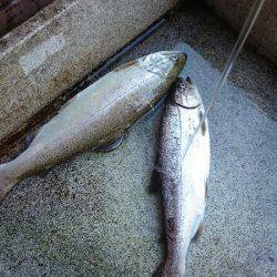 みどりフィッシングエリア 釣果