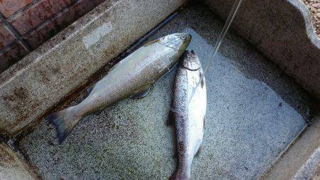 みどりフィッシングエリア 釣果