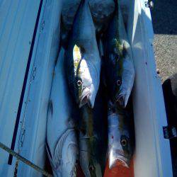 ファイヤードルフィン 釣果