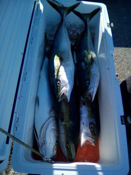 ファイヤードルフィン 釣果