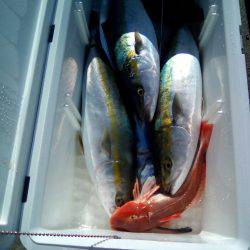 ファイヤードルフィン 釣果