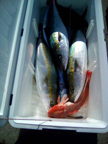 ファイヤードルフィン 釣果