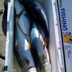 ファイヤードルフィン 釣果