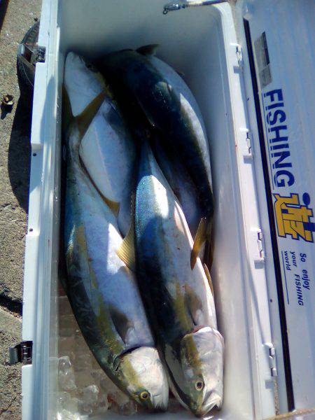 ファイヤードルフィン 釣果