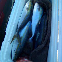 ファイヤードルフィン 釣果