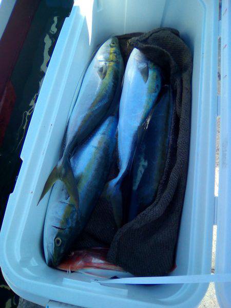 ファイヤードルフィン 釣果