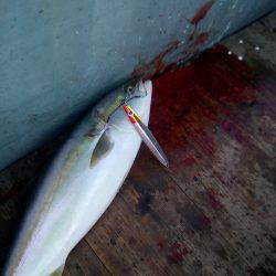 ファイヤードルフィン 釣果