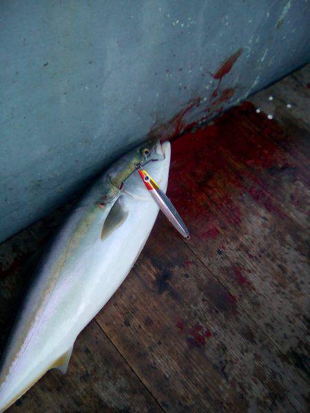 ファイヤードルフィン 釣果