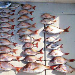 来温丸(らいおんまる) 釣果