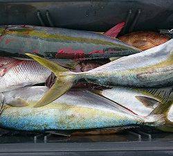 海龍丸（福岡） 釣果