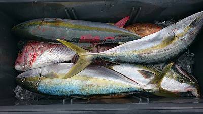 海龍丸（福岡） 釣果