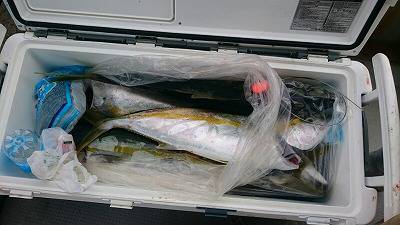 海龍丸（福岡） 釣果