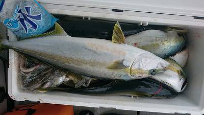 海龍丸（福岡） 釣果