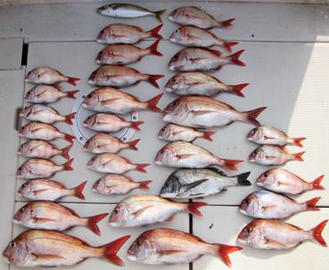 来温丸（らいおんまる） 釣果