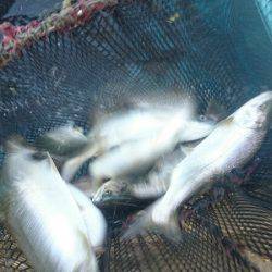 みどりフィッシングエリア 釣果