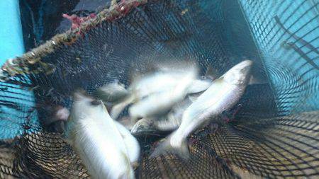 みどりフィッシングエリア 釣果