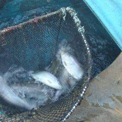 みどりフィッシングエリア 釣果