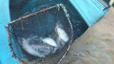 みどりフィッシングエリア 釣果