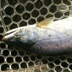 みどりフィッシングエリア 釣果