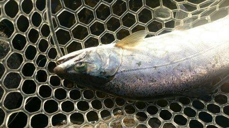 みどりフィッシングエリア 釣果