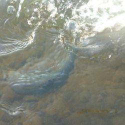 みどりフィッシングエリア 釣果