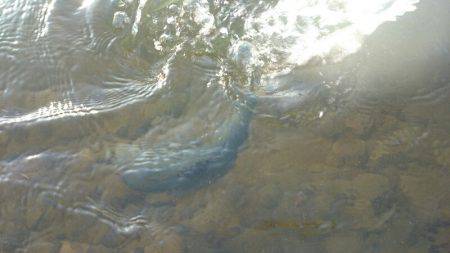 みどりフィッシングエリア 釣果