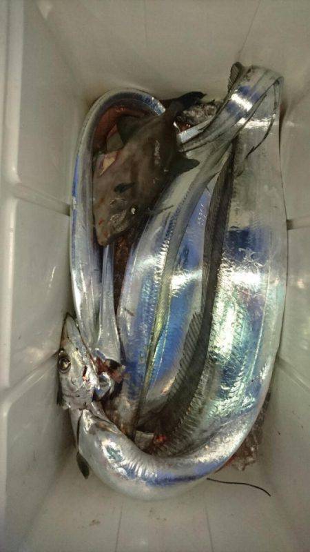 オーフリー 釣果