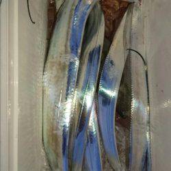 オーフリー 釣果