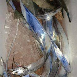 オーフリー 釣果