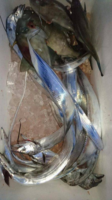 オーフリー 釣果