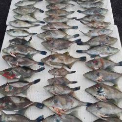 オーフリー 釣果