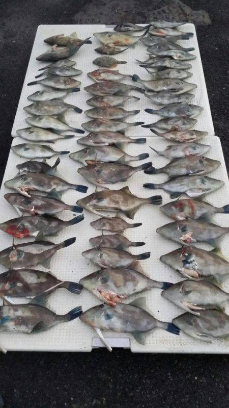 オーフリー 釣果