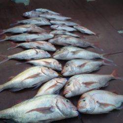 飛燕さくら丸 釣果