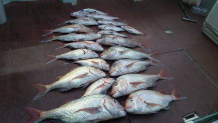 飛燕さくら丸 釣果