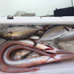 マタウマリンサービス 釣果