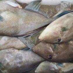 オーフリー 釣果