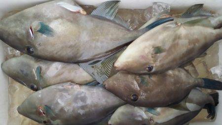 オーフリー 釣果